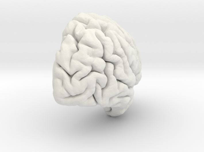 Right Brain Hemisphere 1/1 3d printed