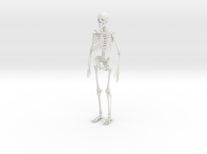 Skeleton 3d printed