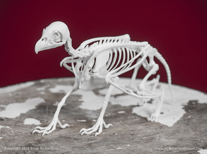 Griffin Skeleton 3d printed