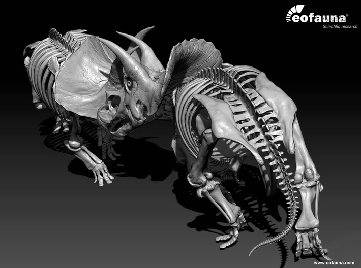 Triceratops horridus skeleton 1:20 scale 3d printed two models face to face