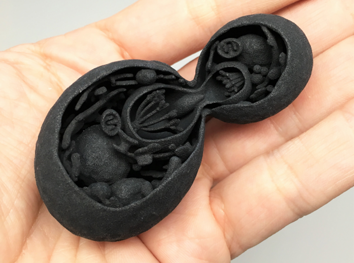 Cell division 3d printed Black Strong &amp; Flexible print of previous model version.