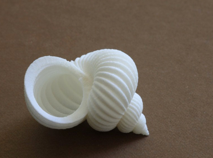 hoover rufflestratus shell - seashell 3d printed