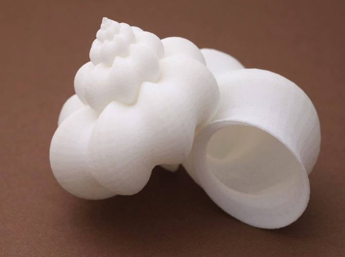 sino-pseudo auger shell - seashell 3d printed