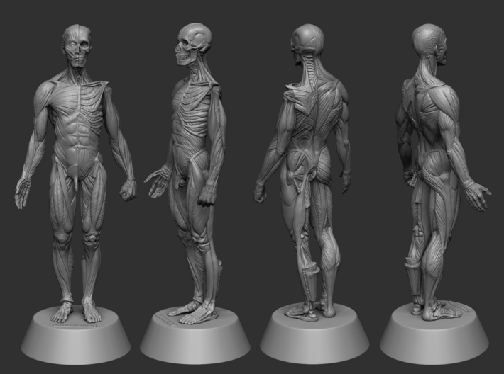 Anatomy Body 3d printed FULL Assemble Preview 