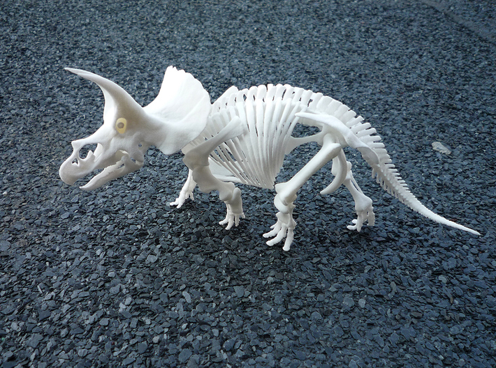 Triceratops horridus skeleton 1:48 scale 3d printed 