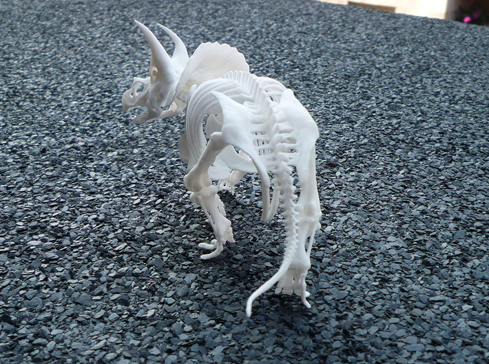 Triceratops horridus skeleton 1:48 scale 3d printed 