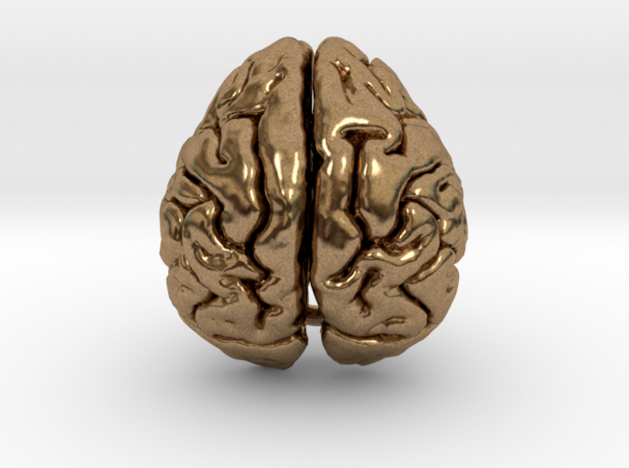 Orangutan Brain 3d printed