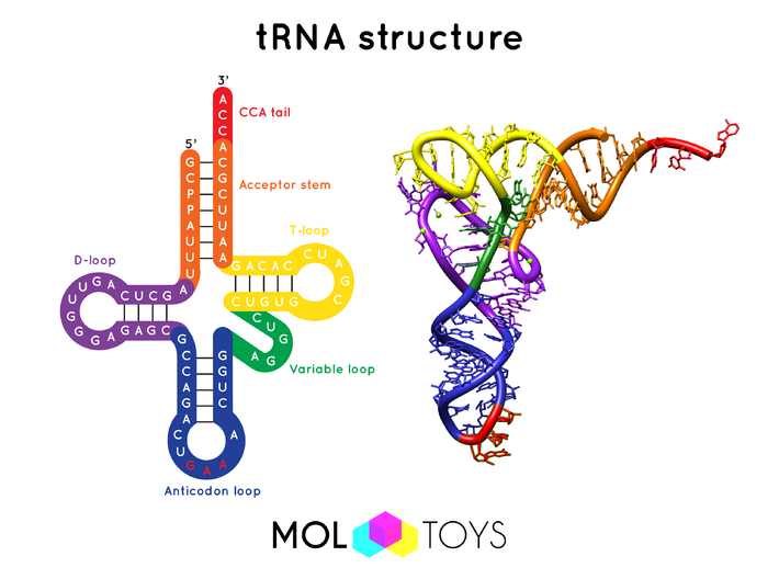 Transfer RNA - 10 Million X 3d printed Two structural representations of tRNA: cloverleaf and ribbon structures