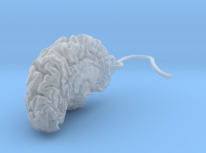 High detail brain earrings from MRI scan 3d printed