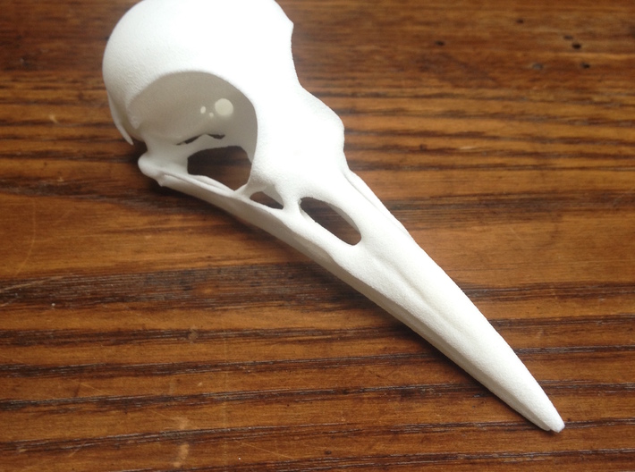Woodpecker Skull 3d printed 