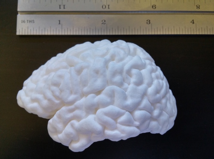 The right hemisphere of the brain - half scale 3d printed 