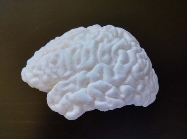 The left hemisphere of the brain - full scale 3d printed