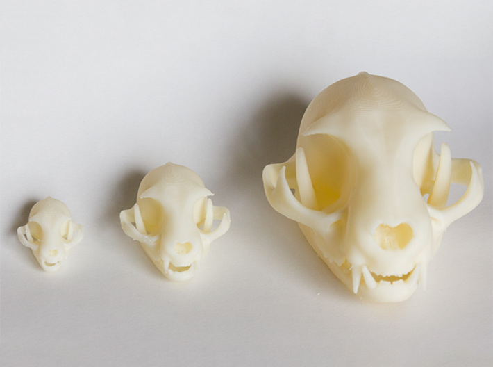 Mid-Sized Cat Skull Sculpture 3d printed Printed on &quot;MakerBot: The Replicator&quot; at the local college. Left - mini cat skull model, Middle - Standard size model, Right - Large near-life-size model