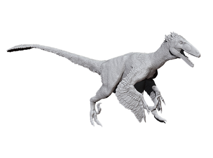 Deinonychus antirrhopus 1:15 scale model 3d printed 