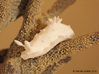 Doris the Nudibranch 3d printed White Strong & Flexible Polished