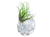 Bulbophyllum Plurispora Planter 3d printed Tillandsia species: T. dura