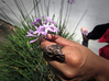 The Weave Ring 3d printed Against Some Pink Flowers (Bronze Steel)