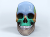 Artist Sculpted Skull For Reference 3d printed Digital render of front view