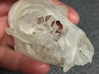 Lemur Skull 3d printed 