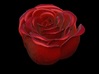 Rose in Bloom 3d printed 