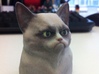 Grumpy Cat Bust 3d printed Picture from mboylevt