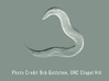 C. elegans Nematode Worm Tie Bar 3d printed Micrograph of Caenorhabditis