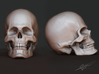 Human Skull 3d printed Anatomically Correct Human Skull 