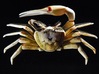 Articulated Fiddler Crab (Uca pugilator) 3d printed Shown painted with acrylics