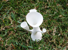Alien Vase 3d printed Alien Vase in White Strong and Flexible #3 (Top view)