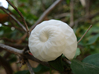 Snail Shell 3d printed Snail Shell - in White Strong and Flexible #2