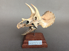 Triceratops skull - dinosaur model 3d printed Product photo