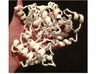 Tomato ACC Synthase (pdb id: 1IAX) 3d printed Note the Pyridoxal Phosphate cofactor in the middle 