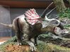Triceratops (Medium/Large size) 3d printed 
