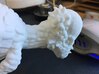 Pachycephalosaurus (Medium size) 3d printed 