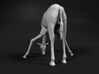 Giraffe 1:160 Drinking Male 3d printed 