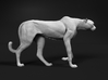 Cheetah 1:20 Walking Female 1 3d printed 