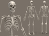 Human Skeleton -1:6 scale (30 cm) 3d printed 
