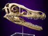 Velociraptor - dinosaur skull replica 3d printed Actual photo of model