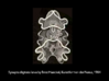 Sea Cucumber Larva Pendant 3d printed Sea Cucumber Larva Ernst Haeckel