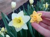 Daffodil D6 3d printed Art imitates life.