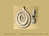 Spiroloculina Foraminiferan Pendant 3d printed 