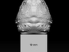 Alligator_snapping_turtle_head_03_19mm_back_edge 3d printed Head with 19mm reference square