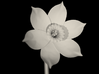 Narcissus Flower 3d printed 