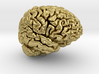 Adult Male Human Brain 40% Scale 3d printed 