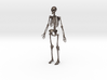 Human Skeleton -1:6 scale (30 cm) 3d printed 