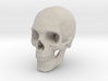 Human Skull 1:6 3d printed 
