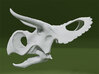 Nasutoceratops Skull- 1/18th scale replica 3d printed 