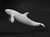 Killer Whale 1:76 Swimming Female 1 3d printed 