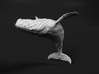 Humpback Whale 1:350 Breaching Female 2 3d printed 