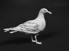 Glaucous Gull 1:12 Standing 3 3d printed 